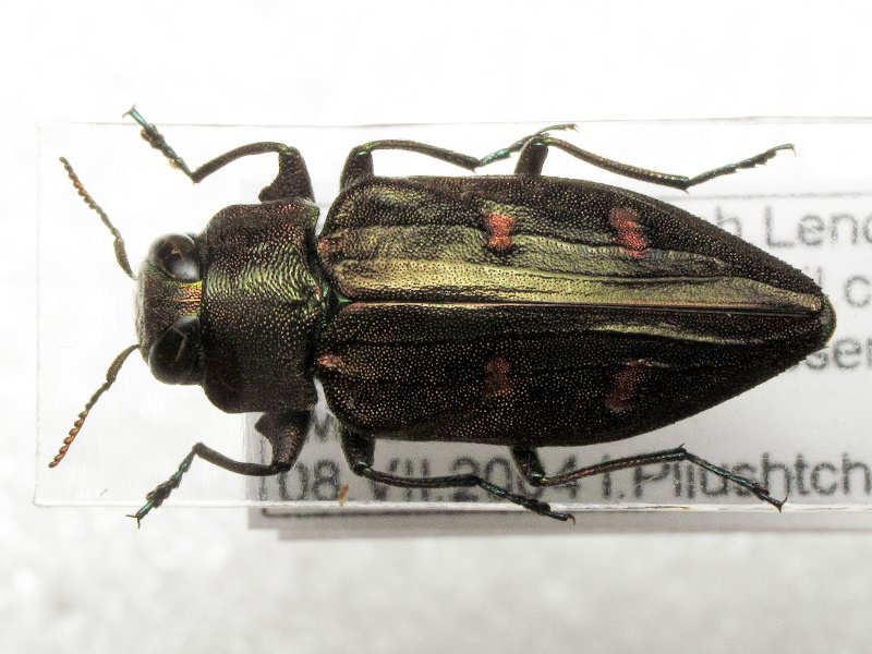 Chrysobothris affinis tetragramma Ménétriés, 1832